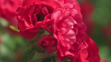 Çiçekçilik, botanik, doğa, tatil ve hediye konsepti - Arının içindeki çalılıkta açan güzel kırmızı gül, patilerinde nektar ve sarı polen toplar. Yazın güneşli havalarda çiçek açan bitkiler..