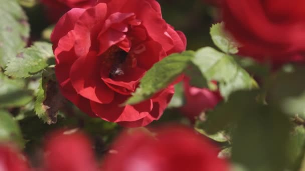 Ανθοκομία, βοτανολογία, φύση, διακοπές και δώρα έννοια - Όμορφη άνθηση μεγάλο κόκκινο τριαντάφυλλο σε θάμνο μέσα μέλισσα συλλέγει νέκταρ και κίτρινο γύρη στις πατούσες του. Ανθισμένα φυτά το καλοκαίρι σε ηλιόλουστο καιρό. — Αρχείο Βίντεο