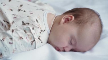 Çiçekçilik, botanik, doğa, tatil ve hediye konsepti - Arının içindeki çalılıkta açan güzel kırmızı gül, patilerinde nektar ve sarı polen toplar. Yazın güneşli havalarda çiçek açan bitkiler..