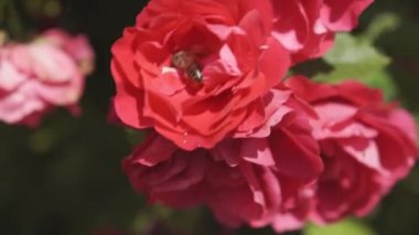 Çiçekçilik, botanik, doğa, tatil ve hediye konsepti - Arının içindeki çalılıkta açan güzel kırmızı gül, patilerinde nektar ve sarı polen toplar. Yazın güneşli havalarda çiçek açan bitkiler..