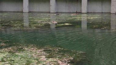 Vahşi yaşam, kuşlar, hayvanat bahçeleri, Avrupa Paskalya konsepti - dört küçük ördek yavrusuyla vahşi kahverengi ördek birlikte yüzer ve alg ve gaga balığı yer ve su üzerinde zambak yetiştiren eski baraj, göl veya nehir havuzunda