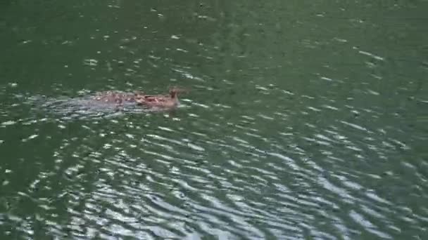 Vida selvagem, pássaros, jardins zoológicos, conceito europeu de Páscoa - pato castanho selvagem com quatro pequenos patinhos nadam juntos e comem algas e peixes de bico e na lagoa de represa velha, lago ou rio com lírios crescentes na água — Vídeo de Stock