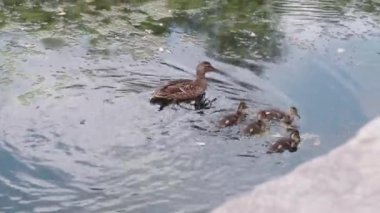 Vahşi yaşam, kuşlar, hayvanat bahçeleri, Avrupa Paskalya konsepti - dört küçük ördek yavrusuyla vahşi kahverengi ördek birlikte yüzer ve alg ve gaga balığı yer ve su üzerinde zambak yetiştiren eski baraj, göl veya nehir havuzunda