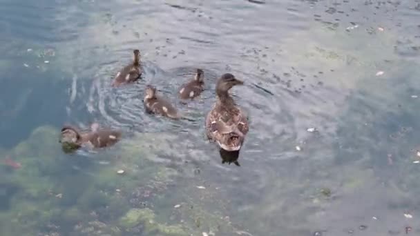 野生動物、鳥、動物園、ヨーロッパのイースターのコンセプト- 4匹の小さなアヒルを持つ野生の茶色のアヒルが一緒に泳ぎ、藻類やくちばしの魚を食べ、古いダム、湖や川の池で水の上にユリを栽培しています — ストック動画