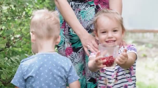 Sommar skörd, barndom, hälsosam kost koncept - den allmänna planen för små barn pojke och flicka irländska tvillingar 2 och 3 år gammal plocka röda vinbär från en buske i trädgården i ett hus på landet — Stockvideo