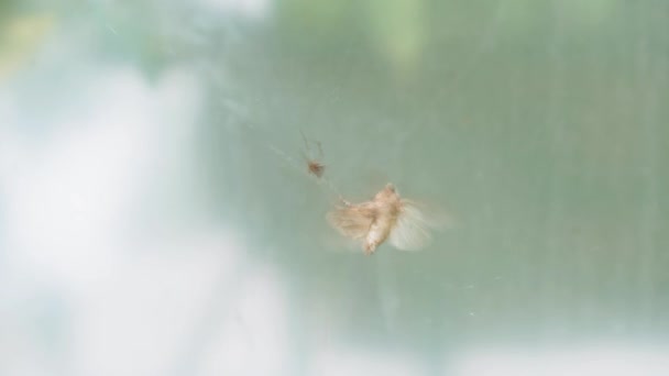 Insectos, caza, peligro, concepto de estrategia - araña es la captura de la polilla. mariposa quedó atrapado en la tela de las arañas y trata de salir y regado aglutinando grupos cerca de ella spinner se arrastra y trata de picar — Vídeo de stock