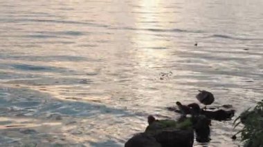 Su dünyası, vahşi yaşam, kuşlar, aile konsepti. Gün batımından önce denizde 6 ördek yavrusuyla birlikte dişi yaban ördeği. Kuş sürüsü akşamları nehir ya da göl kıyısında dinlenir.