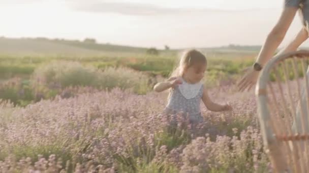 Geniş aile, babalık, çocukluk, annelik, provence tarzı konsept - genç, güzel, büyük anne, elbise içinde küçük kızı kollarıyla sallayarak yaz akşamından önce lavanta tarlasında çiçek sallıyor — Stok video