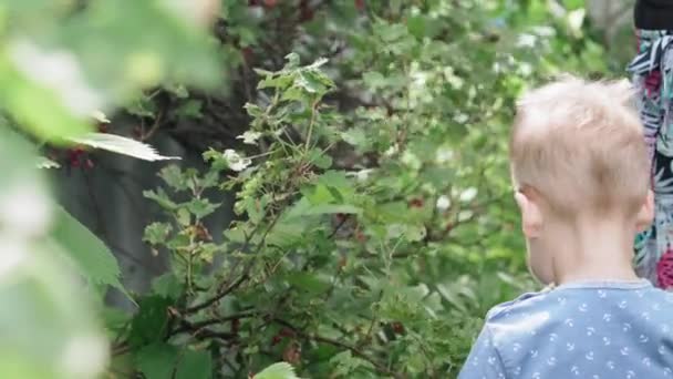 Θερινή συγκομιδή, παιδική ηλικία, υγιεινή διατροφή έννοια - το γενικό σχέδιο των μικρών παιδιών αγόρι και κορίτσι της Ιρλανδίας δίδυμα 2 και 3 ετών πάρει κόκκινα μούρα φραγκοστάφυλο από ένα θάμνο στον κήπο ενός εξοχικού σπιτιού — Αρχείο Βίντεο