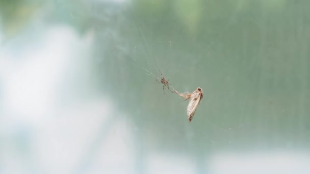Owady, polowanie, niebezpieczeństwo, koncepcja strategii - pająk łapie ćmę. motyl został złapany w pajęczyny i próbuje wydostać się i podlewane kępy machając w pobliżu krętlik czołga się i próbuje żądlić — Wideo stockowe