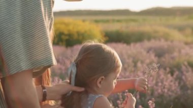 Geniş aile, babalık, çocukluk, annelik, provence tarzı konsept - genç anne, yaz akşamından önce lavanta tarlasında küçük kız çocuğuna mavi kurdeleli saçlar örüyor.