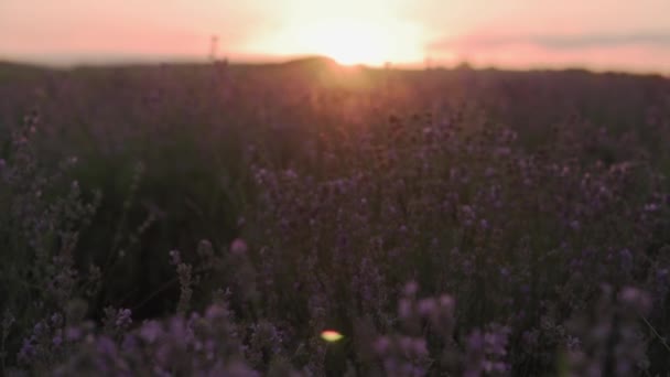 LOW MOTION, DOF, FLOSE UP: O pôr-do-sol de verão ilumina os campos floridos de lavanda na estepe selvagem. Vista pitoresca dos infinitos campos aromáticos de lavanda em parte tranquila da Ucrânia — Vídeo de Stock