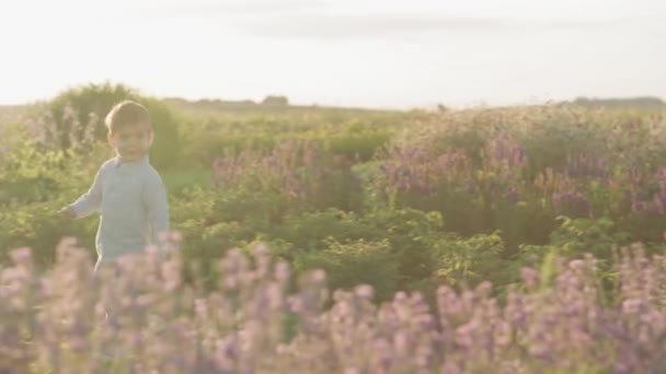 Childhood, provence style concept - happy small 2 year old dark-haired little boy of Middle Eastern appearance playfully run between bushes of flowers on lavender field on summer evening before sunset — Stock Video