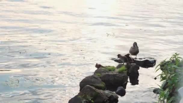 Wasserwelt, Tierwelt, Vögel, Familienkonzept - Stockente mit 6 Entenküken auf Felsen im Meer vor Sonnenuntergang. Vogelrudel ruht am Abend am Ufer des Flusses oder Sees — Stockvideo