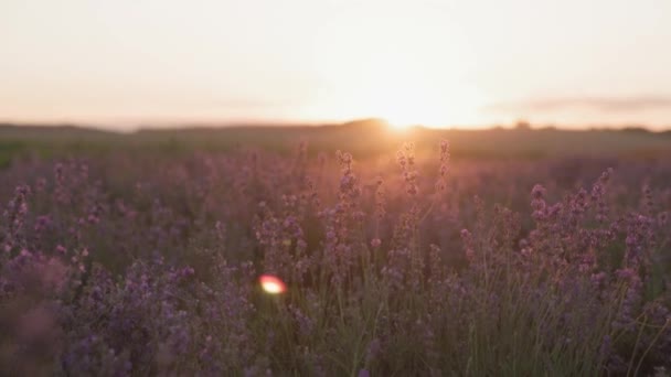 SLOW MOTION, DOF, CLOSE UP: Sommarsolnedgången lyser upp blommande fält av lavendel i den vilda stäppen. pittoresk utsikt över de ändlösa aromatiska fälten av lavendel i lugna delen av Ukraina — Stockvideo