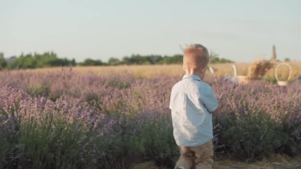 Barndom, provence stil koncept - glad liten 2-årig mörkhårig liten pojke i Mellanöstern utseende lekfullt springa mellan buskar av blommor på lavendel fält på sommaren kväll före solnedgången — Stockvideo