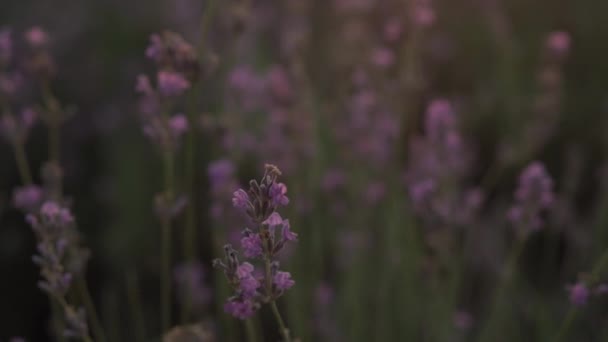 SLOW MOTION, DOF, CLOSE UP: Sommarsolnedgången lyser upp blommande fält av lavendel i den vilda stäppen. pittoresk utsikt över de ändlösa aromatiska fälten av lavendel i lugna delen av Ukraina — Stockvideo