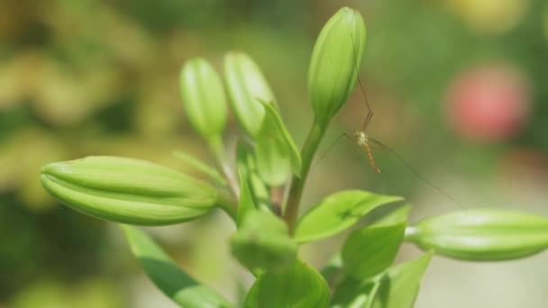 Insekter, vilda djur, djurvärlden, biologi, medicin, skadedjursbekämpning koncept - närbild långbenta mygga caramora Tipulidae vilar på oöppnade gröna lilja knopp vinka från vinden i soligt väder — Stockvideo