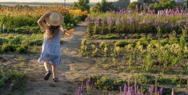 Çocukluk, Provence tarzı konsept - afiş 3 yaşında, mavi elbiseli, saman şapkalı küçük kız Slav görünümlü, yaz günbatımında lavanta tarlasında oyuncak uçakla yol boyunca koşuyor.