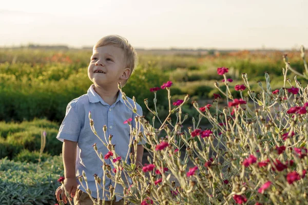Παιδική ηλικία, provence style concept - χαρούμενο μικρό 2χρονο Ξανθό αγοράκι καυκάσιας σλαβικής εμφάνισης στέκεται παιχνιδιάρικα κοντά σε θάμνους με άγρια μοβ λουλούδια στο λιβάδι λεβάντας το καλοκαίρι πριν το ηλιοβασίλεμα — Φωτογραφία Αρχείου