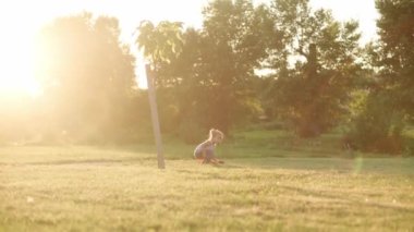 Çocukluk, oyunlar ve eğlence, spor, fiziksel kültür, parklar ve açık hava konsepti - küçük çocuklar ve kızlar gün batımında parkta açık yeşil çimlerde siyah ve beyaz topla futbol oynuyorlar..