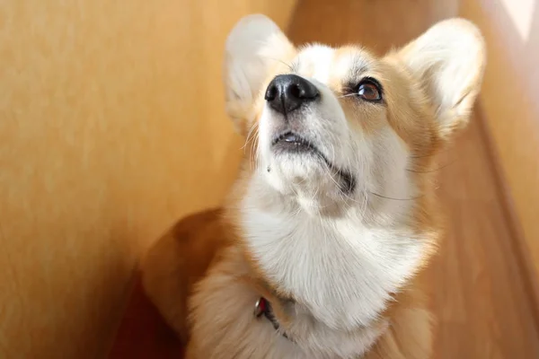 一个情绪化的狗的照片 快乐快乐的狗是科吉的后代 快乐快乐的狗品种威尔士科吉彭布罗克在夏天在绿草上玩耍 微笑和奔跑 快乐的狗 不同摊销的摄影犬E — 图库照片