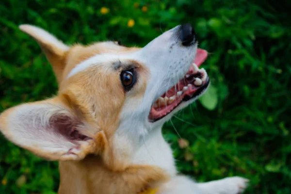 Photo of an emotional dog. Cheerful and happy dog breed Welsh Co — Stock Photo, Image