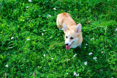 Duygusal bir köpeğin fotoğrafı. Neşeli ve mutlu köpek ırkı Galler Co