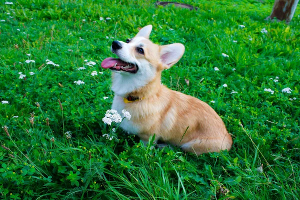 情感狗的照片。快乐和快乐的狗品种威尔士公司 — 图库照片