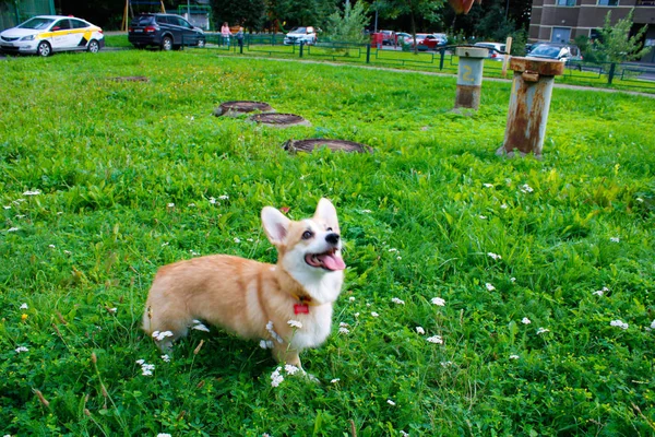 Photo d'un chien émotionnel. Gai et heureux chien race Welsh Co — Photo