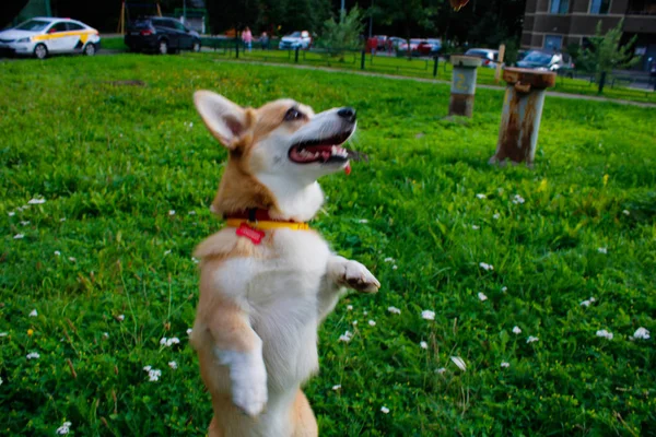 Foto van een emotionele hond. Vrolijke en gelukkige hondenras Welsh co — Stockfoto