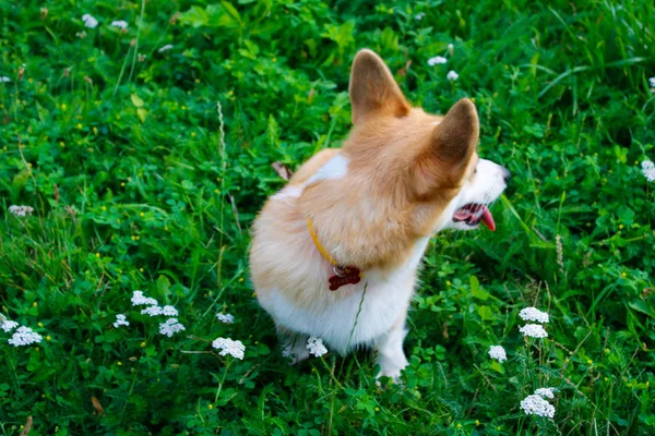 Foto di un cane emotivo. Allegro e felice cane razza Welsh Co — Foto Stock