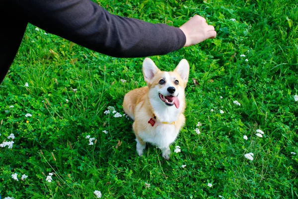 Foto van een emotionele hond. Vrolijke en gelukkige hondenras Welsh co — Stockfoto