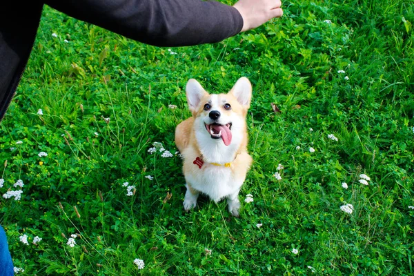 Foto di un cane emotivo. Allegro e felice cane razza Welsh Co — Foto Stock