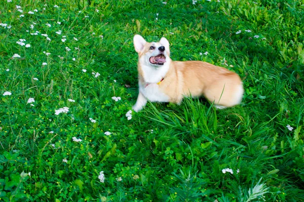 Foto de un perro emocional. Alegre y feliz perro crianza galés Co — Foto de Stock