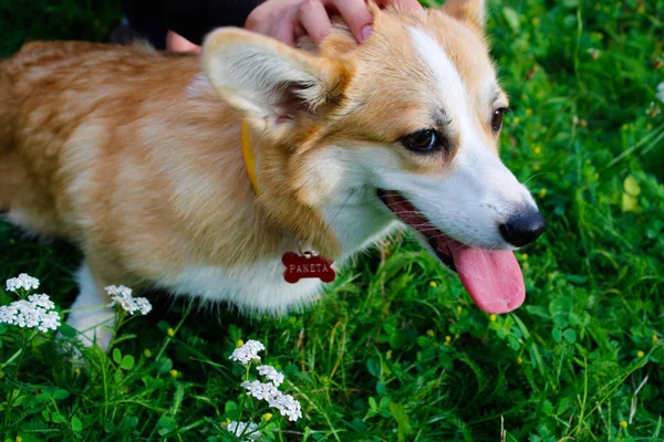 Foto de un perro emocional. Alegre y feliz perro crianza galés Co —  Fotos de Stock