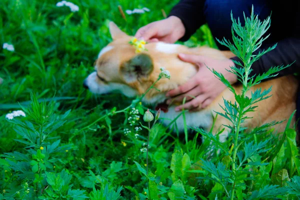 Foto van een emotionele hond. Vrolijke en gelukkige hondenras Welsh co — Stockfoto