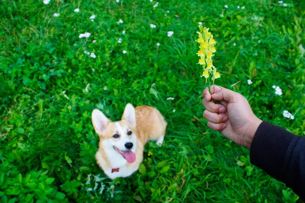 Foto de un perro emocional. Alegre y feliz perro crianza galés Co — Foto de Stock