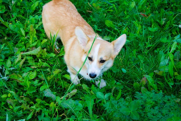 Photo of an emotional dog. Cheerful and happy dog breed Corgi — Stock Photo, Image