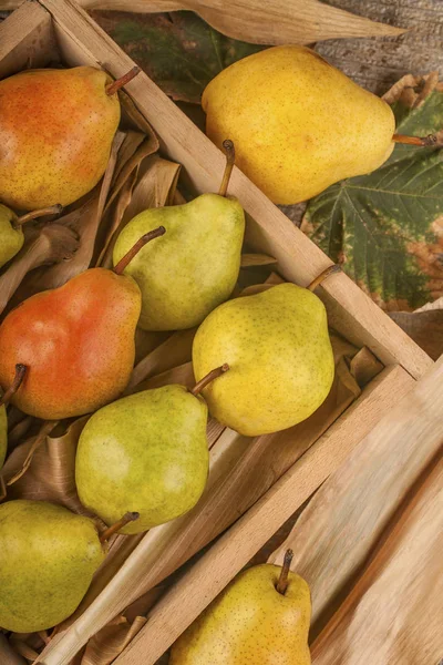 Peras Ecológicas Criadas Huerto Local Concepto Comida Saludable Frutas Otoño — Foto de Stock