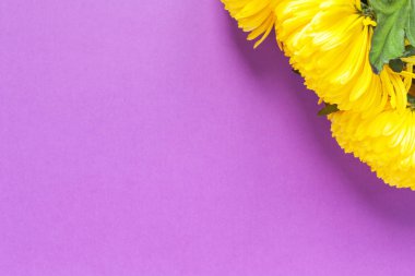 Canlı sarı Kasımpatı Bahar Crocus mor zemin üzerine. Düz yatıyordu. Yatay. Mockup tebrik kartı, sosyal medya, çiçek satışı, anneler günü, kadınlar günü için kopya alanı ile.
