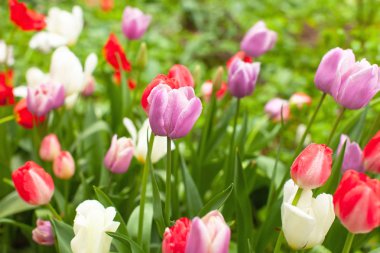 Yağmur sonra parkta flowerbed içinde güzel parlak renkli Lale. Yağmur damlacıkları glisten çiçekler üzerinde. Becerikli alet için sevimli duvar kağıdı. Yatay biçimi. Yakın çekim. Yan görünüm.