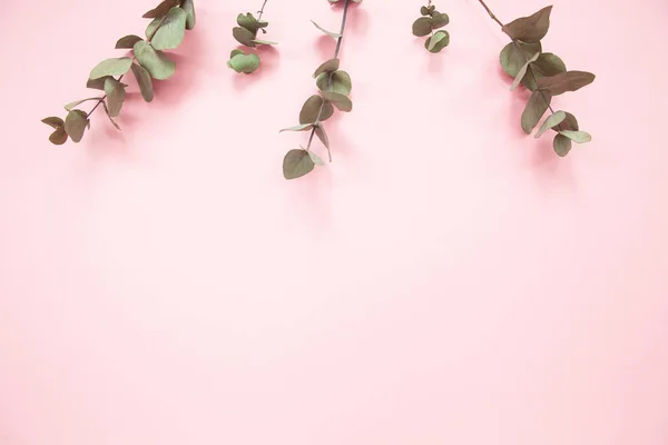 Eucalyptus branches on millennial pink background with copy space. Eucalyptus on upper edge. Minimalism flat lay. For lifestyle blog, book, article