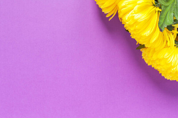 Vibrant yellow chrysanthemums on Spring Crocus Purple background. Flat lay. Horizontal. Mockup with copy space for greeting card, social media, flower delivery, Mother's day, Women's Day.