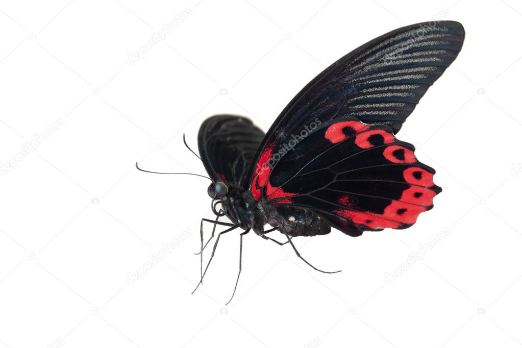 Butterfly Papilio Rumanzovia isolate on white background. Macro, closeup