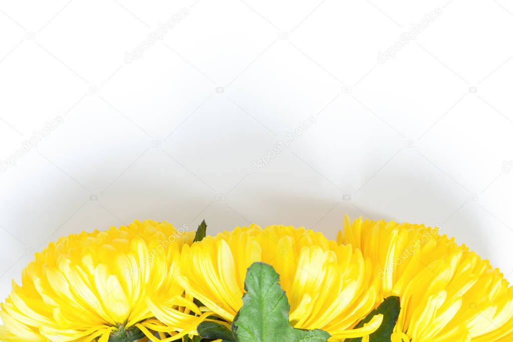 Vibrant yellow chrysanthemums on white background. Flat lay. Horizontal. Bottom position. Mockup with copy space for greeting card, social media, flower delivery, Mother's day, Women's Day.