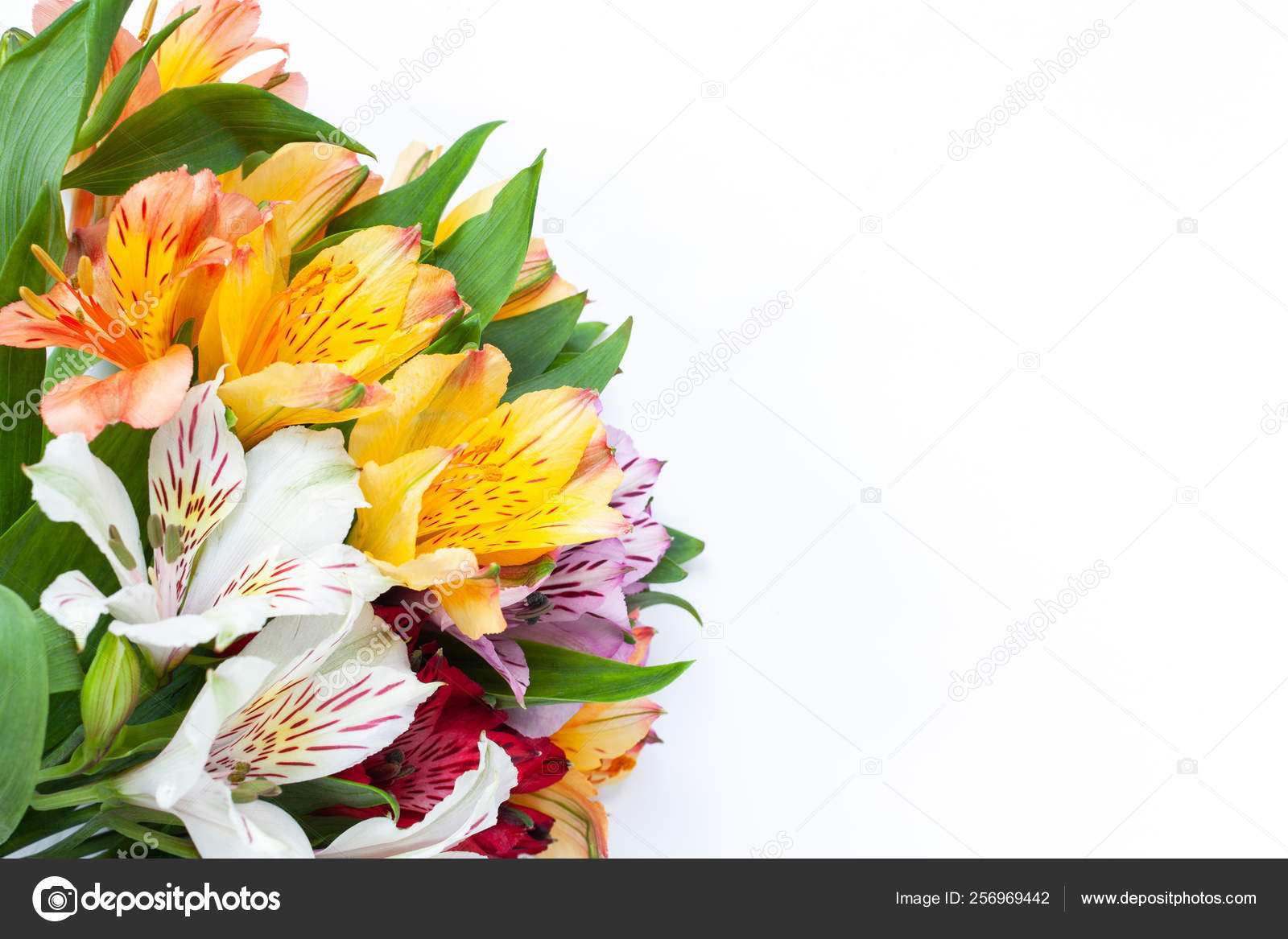 Bouquet of colorful flowers alstroemeria on white background. Flat lay.  Horizontal. Mockup with copy space for greeting card, social media, flower