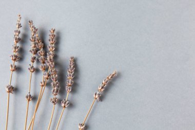 Gri arkaplanda lavanta dalları, kopyalama alanı. Alt konum. Minimalist düz yatış. Yatay olarak. Sosyal medya için resim.