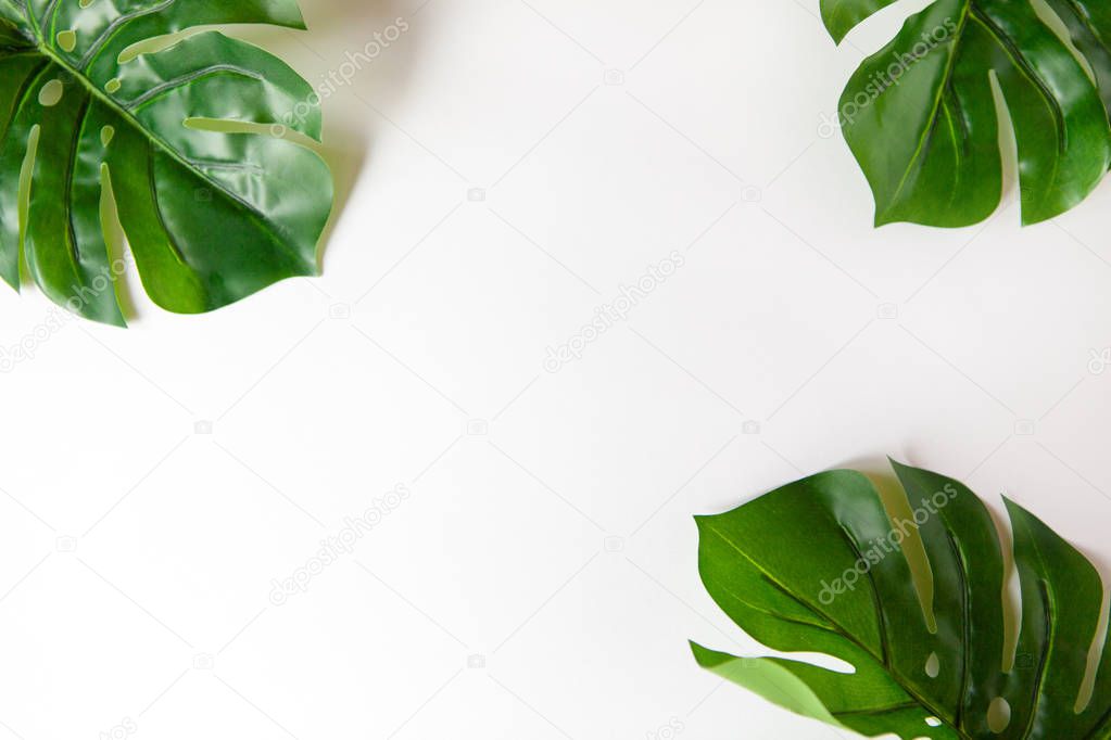Frame of Monstera leaves on white background with copy space. Minimalism flat lay. For lifestyle blog, book, article, social media