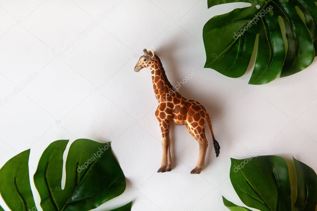 Concept of World giraffe protection day. Little toy realistic giraffe cub in center of frame, green monstera leaves around edges. White background, close-up, top view. Horizontal